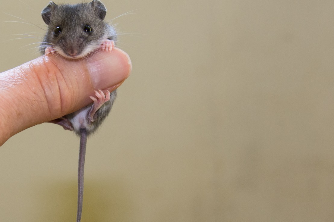 The Mouse and the&nbsp;Scorpion